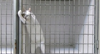 Настоящий побег из тюрьмы в исполнении пушистого | Интересности ...