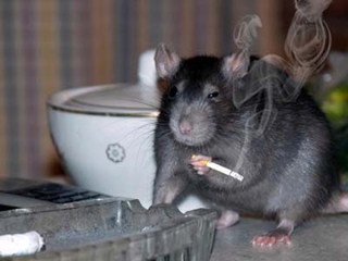 Как выбрать домик для домашней крысы