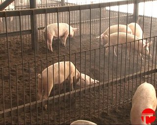 Условия содержания свиней на откорме в подсобном хозяйстве