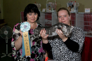 Элитные кошки боролись за награды и титулы в Уссурийске