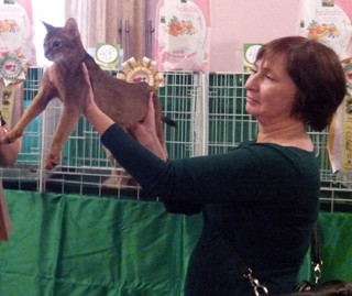 Выставка кошек “Новогодний карнавал” прошла в Уссурийске