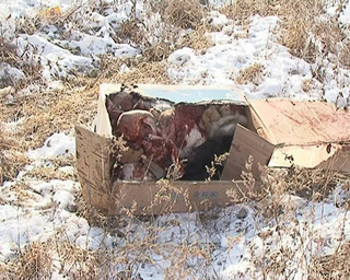 Свалку убитых собак нашел житель Уссурийска недалеко от своего дома