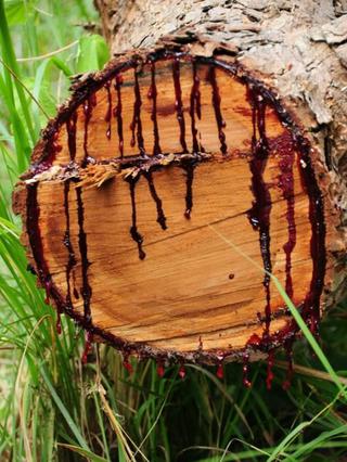 Дерево, «истекающее кровью»