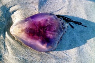 На австралийском пляже нашли необычную медузу