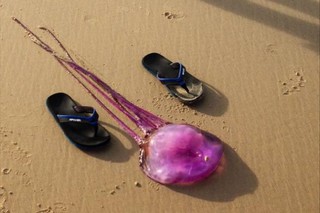 На австралийском пляже нашли необычную медузу