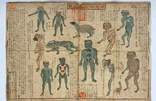В Японии на всеобщее обозрение выставят кости водяного демона