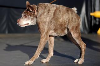Самая уродливая собака в мире 2014 года