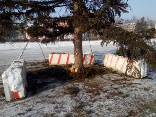На главной площади Уссурийска установили новогоднюю ёлку. Опрос
