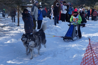 Собачья упряжка из догов выиграла соревнования по ездовому спорту в пригороде Уссурийска