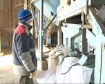 Фермеры не успели собрать сою с полей