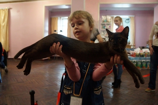 Редкие породы кошек привезли участники Международной выставки в Уссурийск