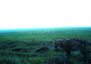 Леопард совершил серию нападений на уникальных жеребят под Уссурийском