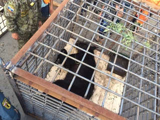 Операция по спасению животных в зоопарке «Зеленый остров» продолжается. Обновлено 10:20 3 сентября