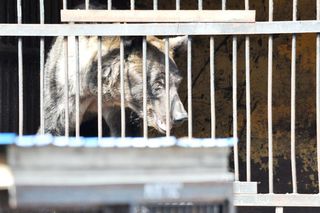 Эвакуированные медведи из затопленного зоопарка в Уссурийске идут на поправку