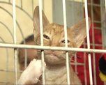 Фестиваль невест впервые прошел в Уссурийске