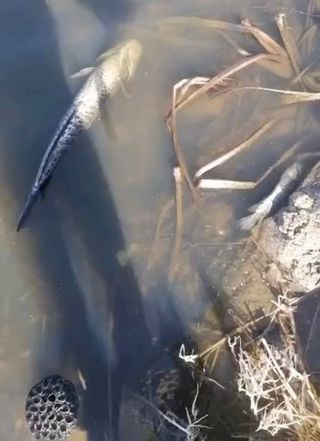 Тела мёртвых рыб и огромной черепахи обнаружены на озере Уссурийска