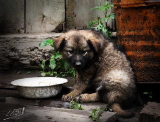 Протяните «Руку помощи» бездомным животным 
