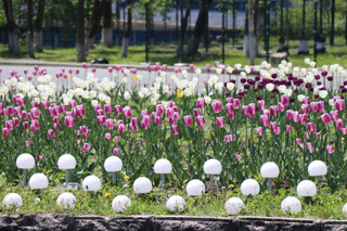 Около 15 млн тюльпанов высадят на столичные клумбы в октябре