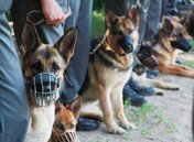 Кинологические соревнования