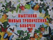 Живые тропические бабочки