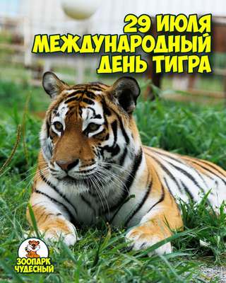 Международный день тигра