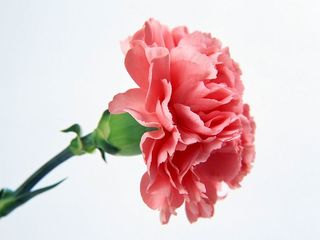 Бенефис Анны Ерёминой