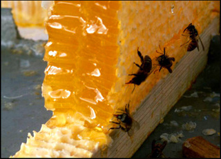 «Медовый спас»