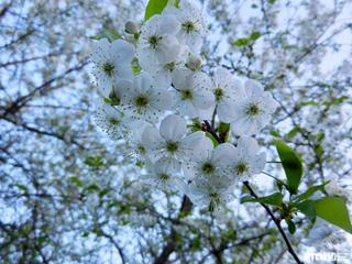 «Весенние мотивы»