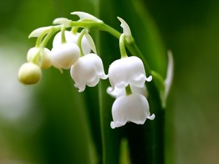 Концертная программа