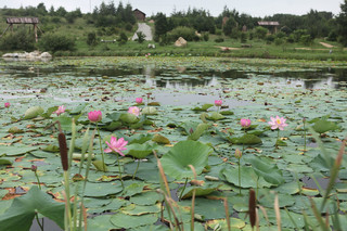 День Лотосов в 