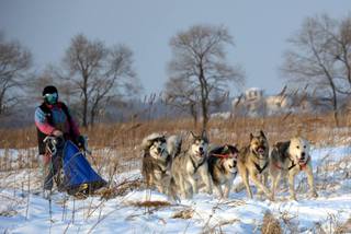 Гонки на собачьих упряжках