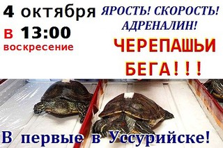 Черепашьи бега