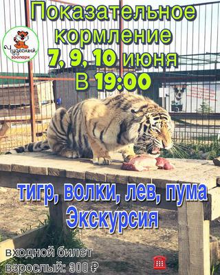 Показательное кормление