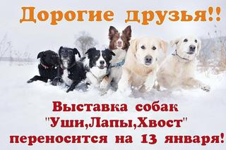 Выставка собак 