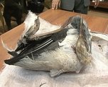 На озере Ханка охотник подстрелил двух даурских журавлей