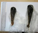 Медвежья желчь задержана уссурийскими таможенниками