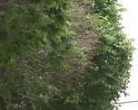 Из Приморья в Китай пытались вывезти трепанг и дериваты оленя