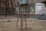 Почти три тысячи саженцев деревьев и кустарников украсят Уссурийск в этом году