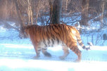 В Уссурийском заповеднике ученые «встретили» двух знакомых тигров