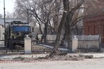 Деревья в Уссурийске безжалостно обрезают