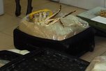 55 живых камчатских крабов задержали на Уссурийской таможне