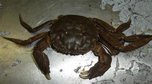 Уссурийские таможенники задержали популярный в Китае деликатес