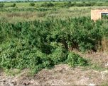 Крупную плантацию конопли уничтожили в Ханкайском районе