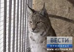 Под Уссурийском появился семейный мини-зоопарк