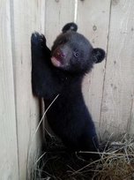 Подкидышу построили дом в Борисовке