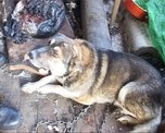 Город останется без «Дружбы»?