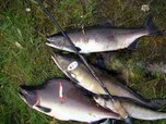 Приморские рыбаки-любители смогут ловить симу и горбушу до 31 июля