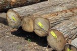 Уссурийской таможней пресечен вывоз древесины стоимостью более 5 млн. руб.