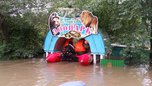 Кабаны из затопленного зоопарка в Уссурийске отказались от вольной жизни