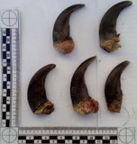 Уссурийская таможня задержала медвежьи когти